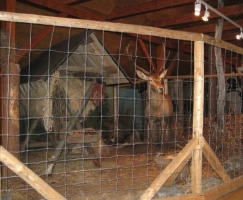 jelen evropský v Muzeu lesnictví v Harrachově