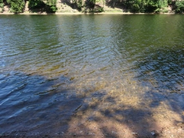 přehrada Pastviny - Studenská zátoka - voda v přehradě je krásně čistá