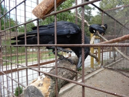 ptáci patří mezi hlavní skupinu živočichů v záchranné stanici