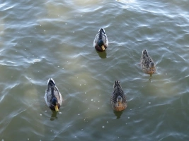 kachny na rybníku Olšovec
