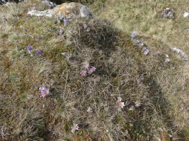 přírodní památka Malhostovická pecka - na jaře zde kvetou desítky konikleců
