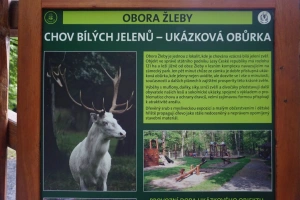 zámek Žleby - obora bílých jelenů
