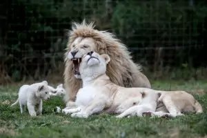Pohled na rodinku krále zvířat se neomrzí.