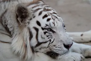 Tygr indický bílý.