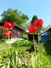 před chalupou - rozkvetlé tulipány; vzadu se nachází pergola s venkovním posezením a přenosným grilem
