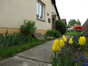 tulipány před vchodem do chalupy