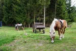 majitel chalupy nabízí hostům bezplatný bonus 1 hodiny jízdy v kočáře taženým koněm