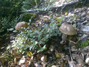 na podzim jsou lesy v okolí Slavětína rájem pro houbaře