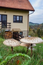 na konci léta nebo na podzim rostou přímo u chaty bedly