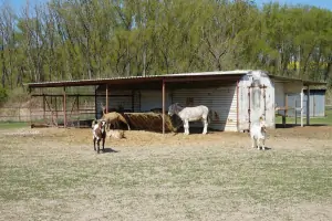 zvířata na farmě