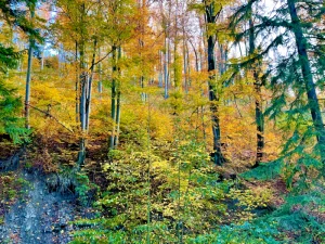 podzimně zbarvené lesy v okolí chaty Řeka