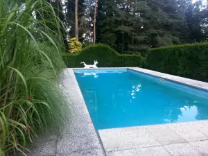 v létě je bazén obklopen zelení