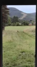 na pozemku patřícímu k domu můžete potkat i zvířecí návštěvu