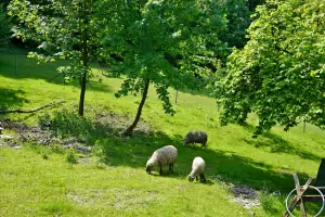 ovečky na vedlejším pozemku