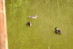 kachny na rybníku
