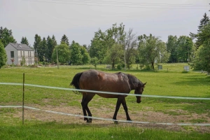se zahradou sousedí pastvina s koňmi (možnost projížďky po domluvě s majitelkou - zpoplatněno)