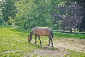 se zahradou sousedí pastvina s koňmi (možnost projížďky po domluvě s majitelkou - zpoplatněno)