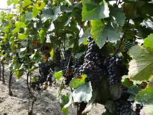 přijeďte na chatu Břeclav a ochutnejte, jak chutná víno přímo z vinohradu