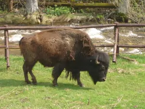 tip na výlet: v obci Prášily - možno vidět život bizona