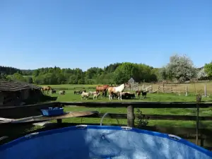zahrada chaty sousedí s pastvou pro koně a ovce