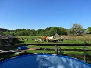 zahrada chaty sousedí s pastvou pro koně a ovce