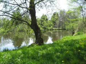 řeka Lužnice (jaro) je oblíbeným rybářským revírem
