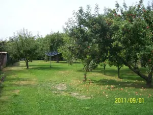 Na zahradě se nachází spousty ovocných stromů