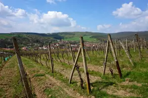 vinohrady nad obcí Boleradice